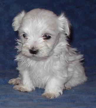 Bichon...mdr